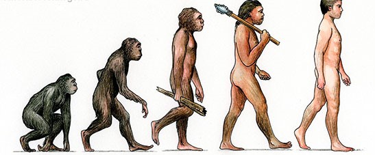 ¿Qué es la evolución? Sus fuerzas impulsoras, teoría sintética, etapas y evidencia de la evolución humana.