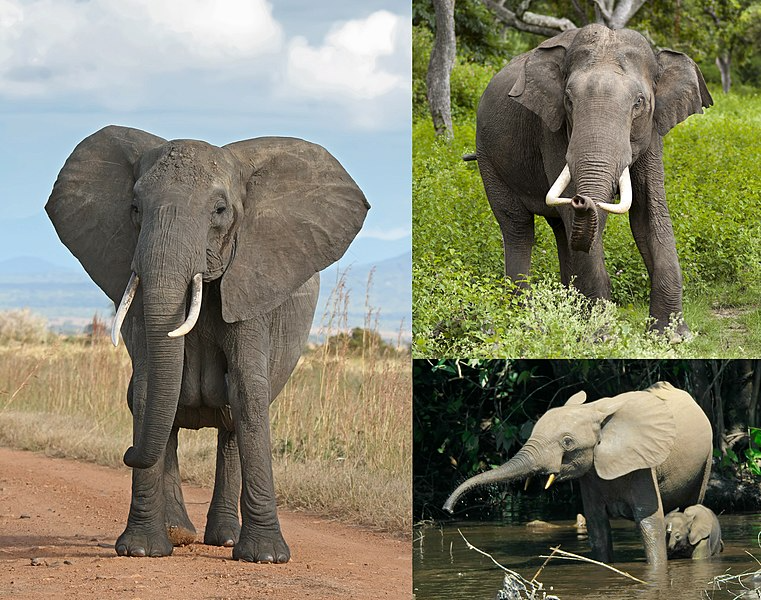Diferentes tipos de elefantes
