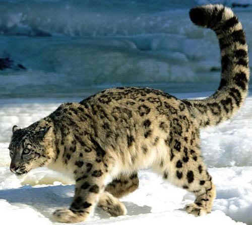 leopardo de las nieves
