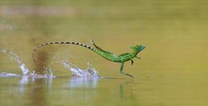 lagarto saltando sobre el agua